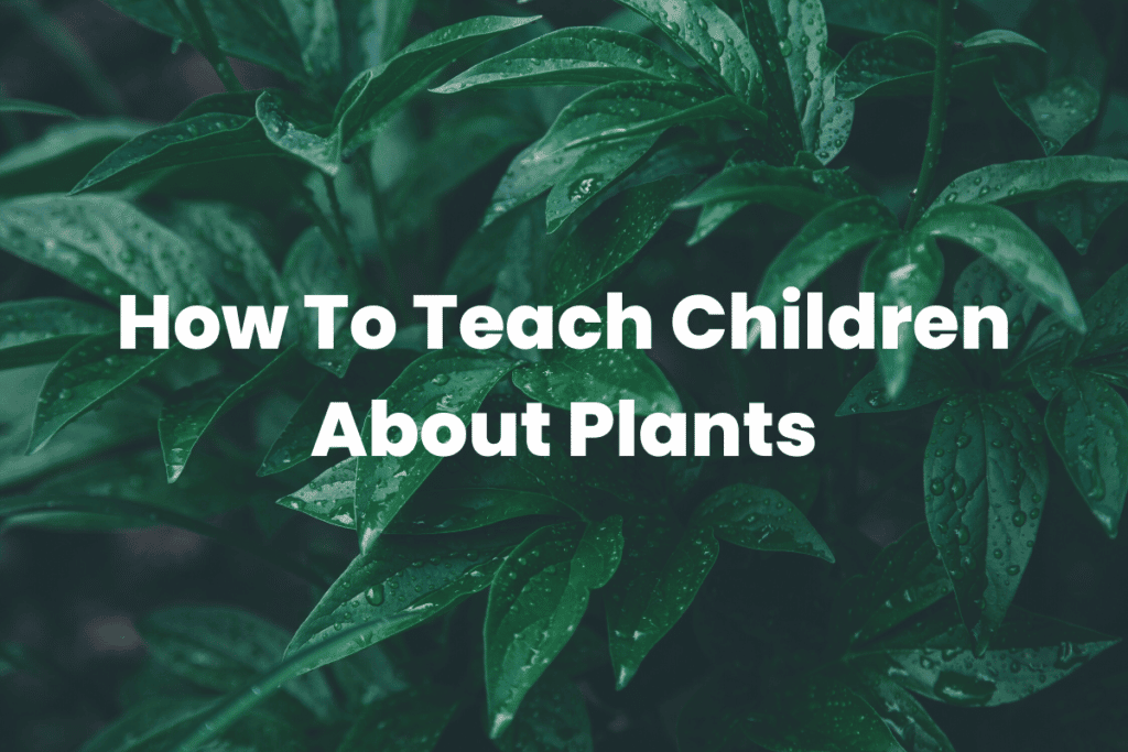 How To Teach Children About Plants The Teaching Couple