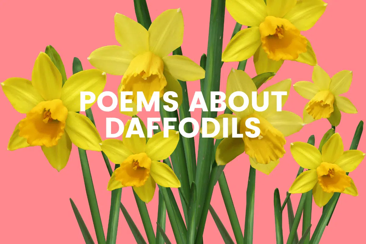 35 Poems About Daffodils The Teaching