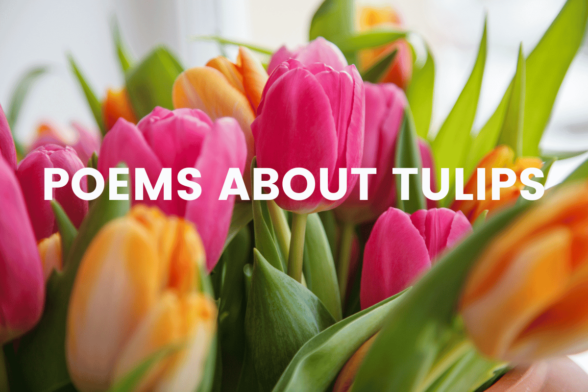 Poems About Tulips