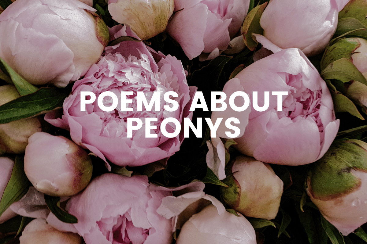 Poems About Peonys