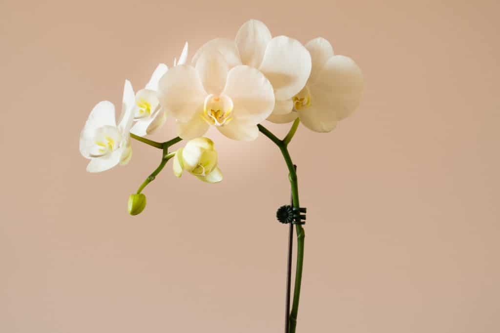 three white orchids in a vase on a table