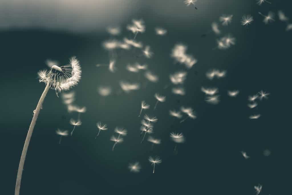 shallow focus of white dandelion in the wind