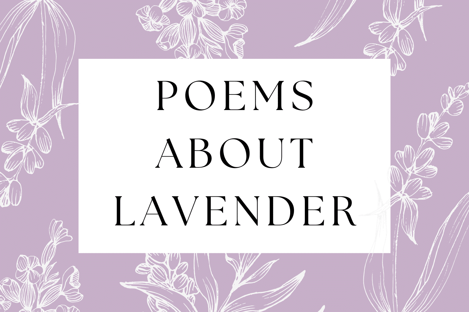 Poems About Lavender
