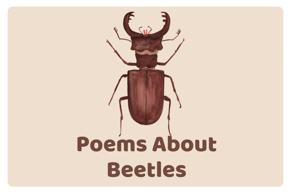 35 Poems About Beetles The Teaching Couple