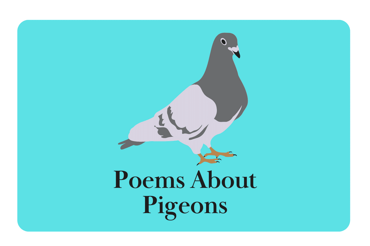 Poems About Pigeons