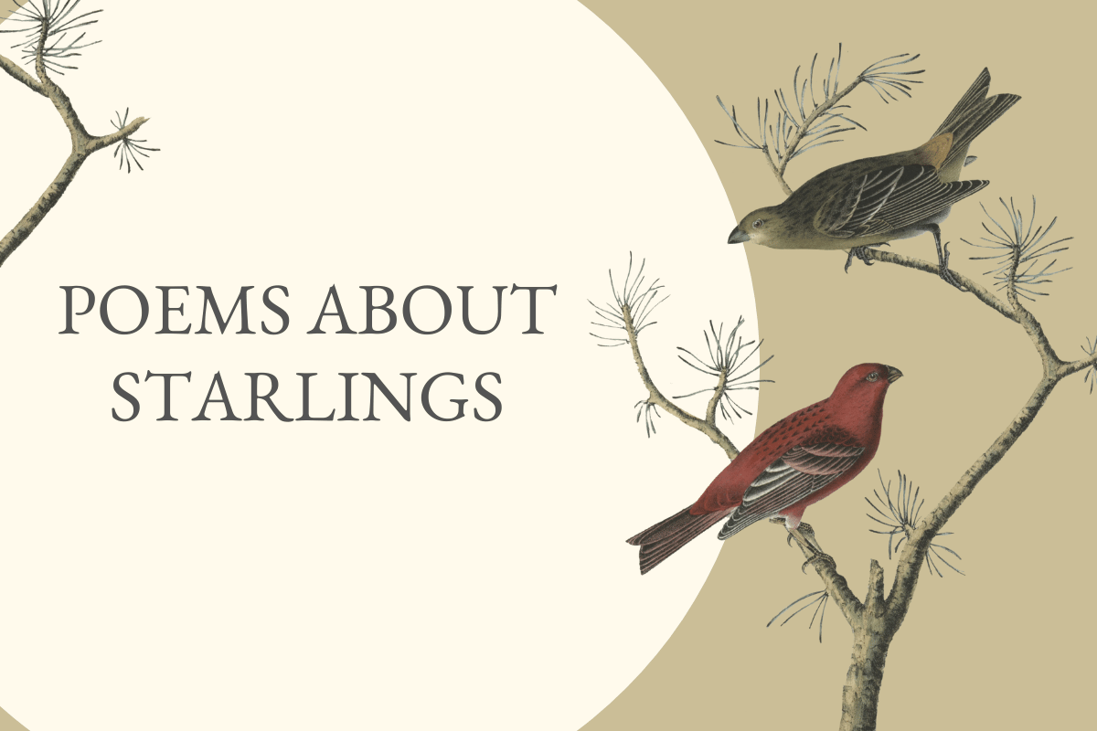 Poems About Starlings